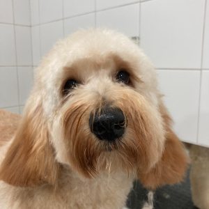 9e4fb080-777f-4cf1-aaad-1bd05923260d